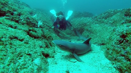 shark in costa rica