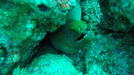 moray eel in costa rica