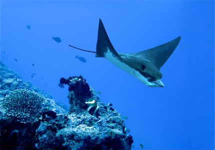 manta ray seen while scuba diving in costa rica