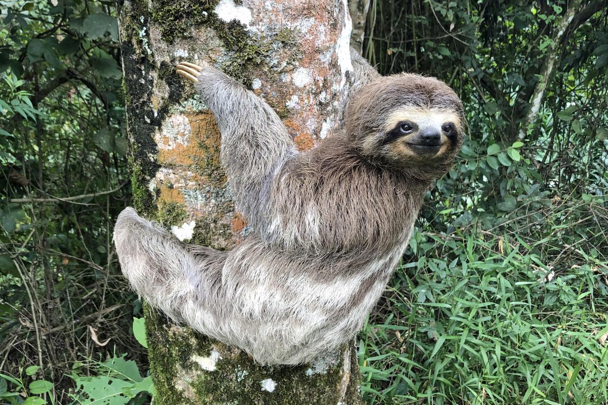 Sloth representing the laid back Pura Vida lifestyle