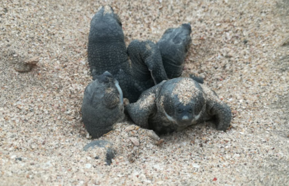 Baby turtles emerging from their nest