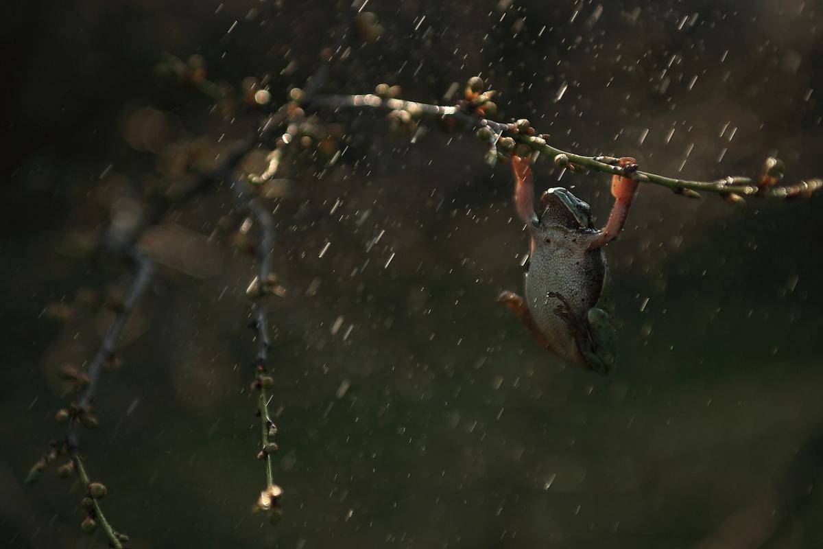 Frog in the rain in Costa Rica during the wet season