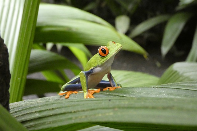 Costa Rica tree frog