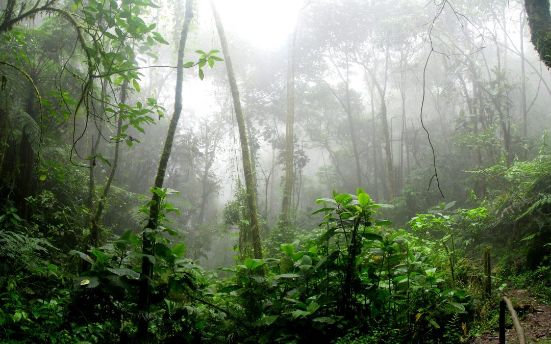 Misty cloud forest in Costa Rica